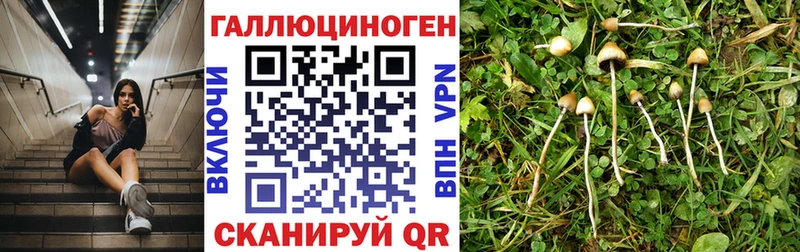 Галлюциногенные грибы Cubensis  Дубовка 